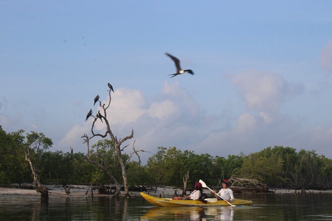 Kayak Mangroves Sunrise Experience - Additional Information