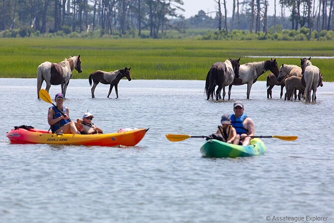 Kayak Tour Along Assateague & Chincoteague Island, Virginia - Inclusions and Equipment
