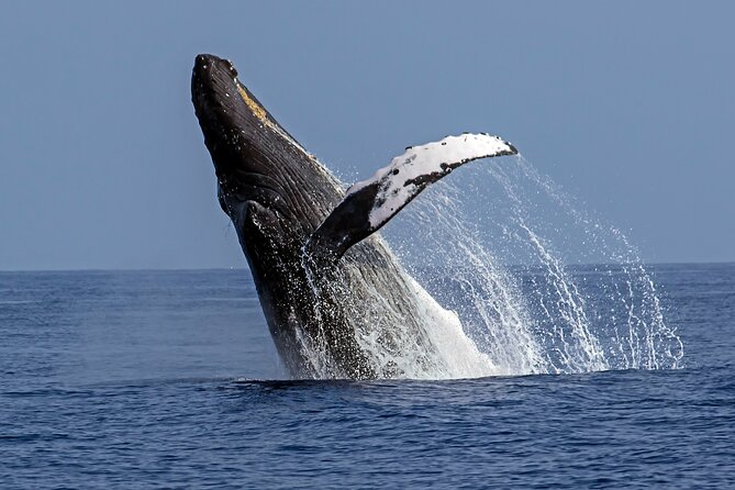 Kealakekua Bay (Captain Cook) Snorkeling - Meeting and Pickup Information