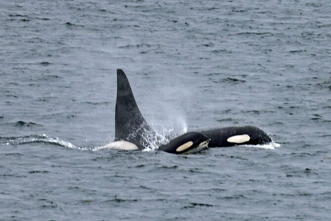 Ketchikan Private Wildlife and Native Village Tour - Additional Information