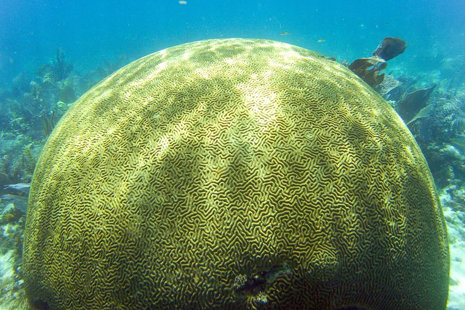 Key Largo Snorkeling Tour - Rental Mask, Fins and Vest INCLUDED - Positive Experiences