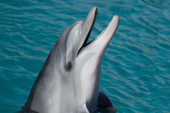 Key West: Dolphin Watching Cruise & Snorkeling Unlimited Beer & Soda - What to Expect