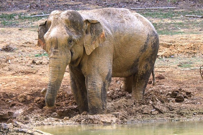 Khao Sok Wildlife 2 Days - Traveler Photos and Reviews