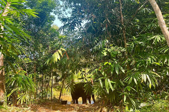 Khaolak Elephant Sanctuary, Cooking Class and Waterfall Tour - Key Features