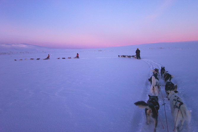 Kiruna, Swedish Lapland: Private Dog Sledding With Lunch - Overview of Experience