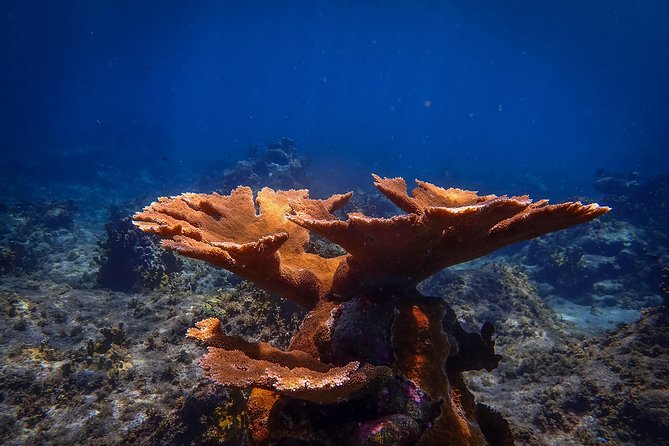 Klein Bonaire Marine Park Snorkeling Excursion - Common Questions