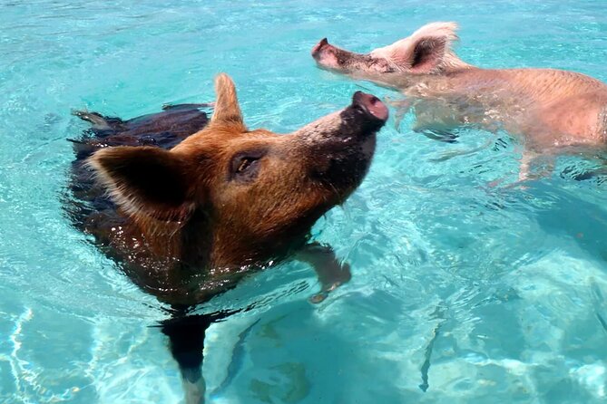 Kohsamui.Tours - Pig Island Snorkeling Eco Tour by Speed Boat - Reviews