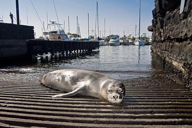 Kona Coast 3-hour Midday Snorkel Tour  - Big Island of Hawaii - Meeting and Pickup Details