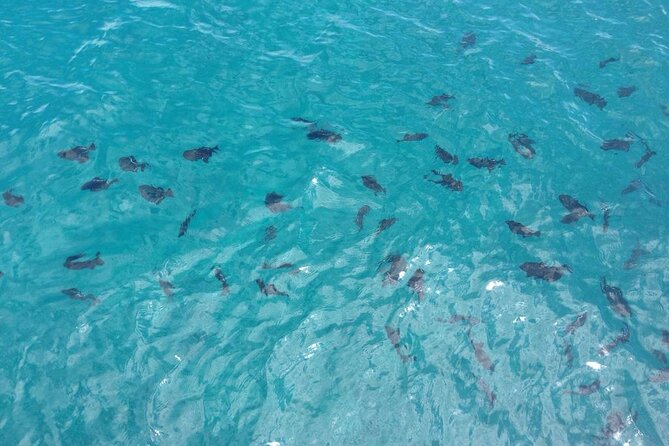 Kona, Hawaii: Whale-Watching Tour on a Catamaran  - Big Island of Hawaii - Additional Inclusions