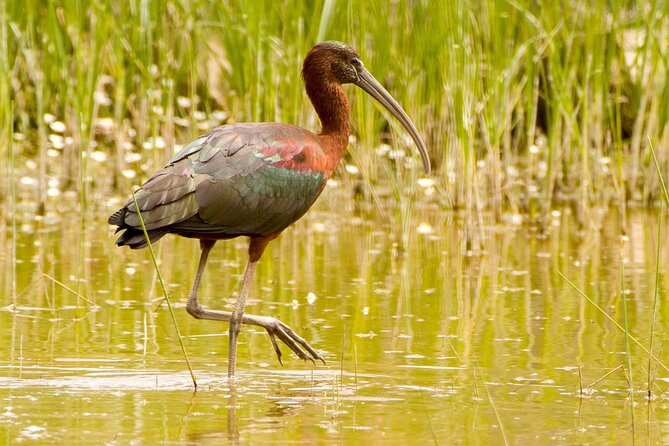 Kos Wildlife Walks: Birdwatching and Animal Photography - Cancellation Policy