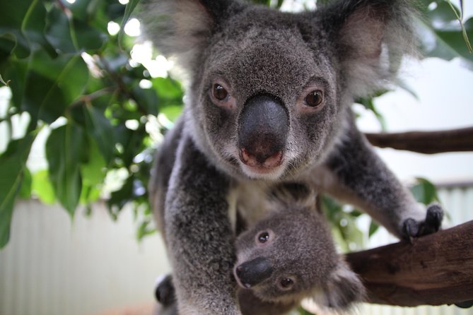 Kuranda By Train, Boat & Skyrail  - Cairns & the Tropical North - Reviews