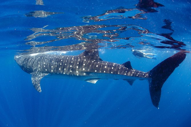 La Paz Whale Shark Snorkeling Tour and Lunch From Los Cabos - Positive Reviews