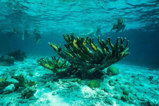 Lac Bay National Park Clear-Bottom Kayak and Snorkeling Tour  - Bonaire - Common Questions
