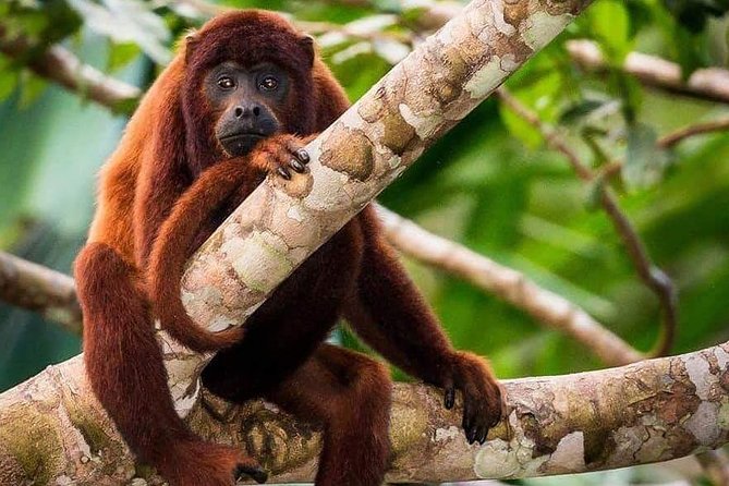 Lago Sandoval, Canopy Tower Full-Day Tour From Madre De Dios  - Puerto Maldonado - Weather and Refunds