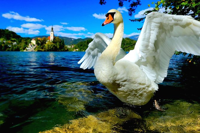 Lake Bled & Ljubljana - Shore Excursion From Trieste - Cancellation Policy for the Excursion