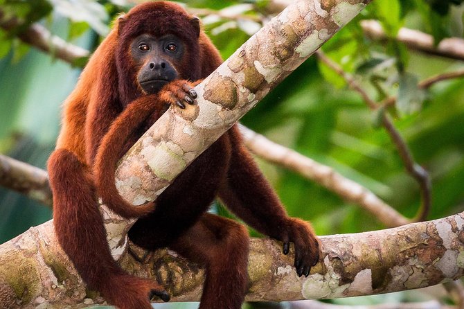 Lake Sandoval National Reserve ,Hiking and Canoeing Trip Searching for Wildlife - Hiking in Lake Sandoval and Tambopata National Reserves