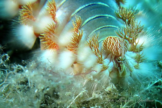 Land and Boat Diving at All Recreational and Technical Levels - Equipment and Gear