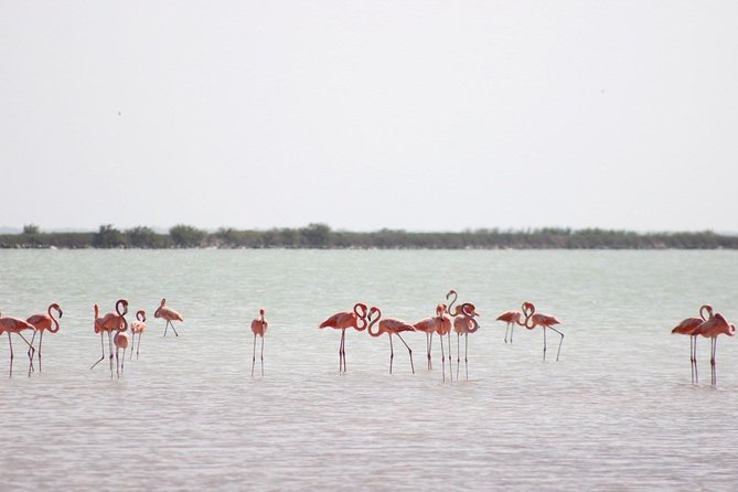 Las Coloradas Pink Lake Tour With Ría Lagartos Nature Reserve  - Cancun - Flamingos and Wildlife
