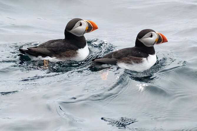 Late Season Puffin & Scenic Coastal Cruise - Ticket Redemption Point