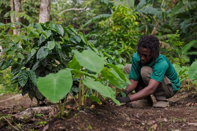Liamuiga Natural Farm Tour - Common Questions