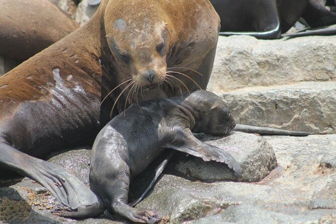 Lima Peru Sea Lions, History and Palomino Callao Islands - Best Time to Visit Palomino Callao Islands