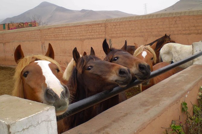 Lima: Premium Peruvian Horse Show With Lunch & Transfers - Directions
