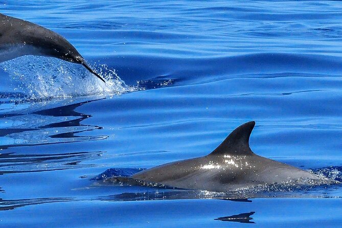 Lisbon Cruise With Dolphin Watching - Inclusions