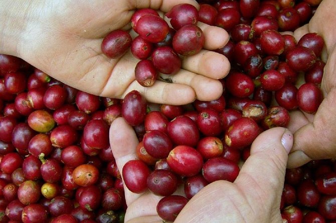 Local Coffee Tasting and Cultural Experience - Traveler Photos