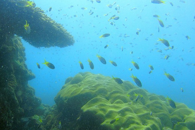 Local Reef Snorkelling and Deserted Beach - Cancellation and Refund Policy