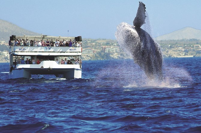 Los Cabos Whale Watching Cruise Including Breakfast - Customer Reviews
