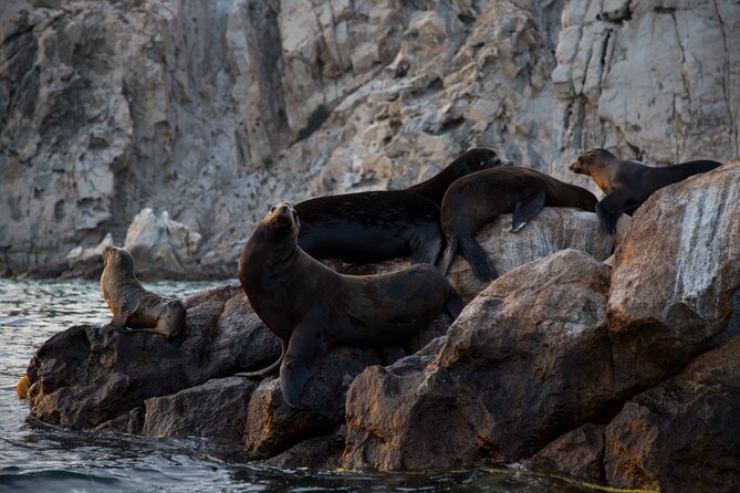 Los Cabos Whale Watching (Transportation and Pictures Included) - Expectations and Restrictions