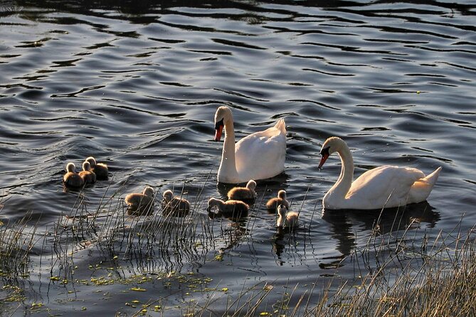 Lough Corrib History and Scenic Lake Cruise From Lisloughrey Pier Tour - Note