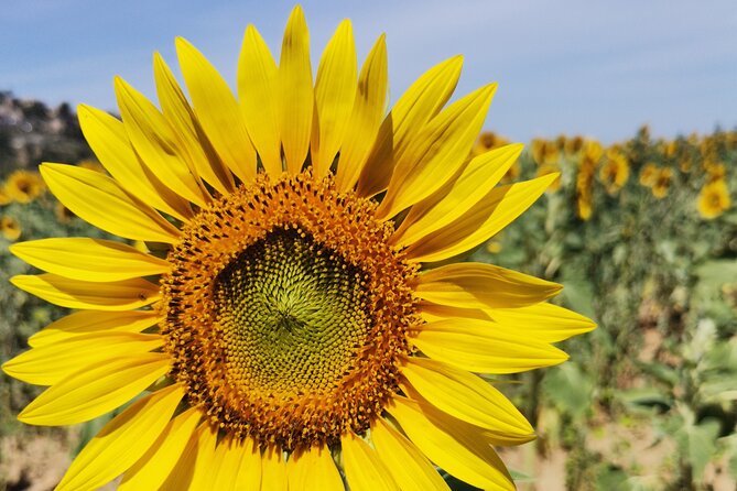 Luberon Wine and Charm: Explore the Flavors of the South - Exploring the Charming Villages