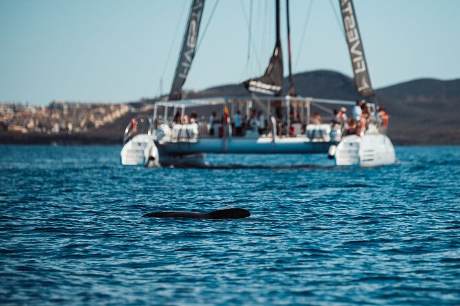 Luxury Catamaran Cruise With Brunch and Unlimited Drinks - What To Expect