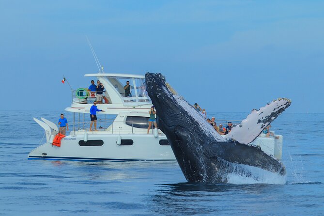 Luxury Catamaran Whale Watching Cabo San Lucas - Expert-Guided Catamaran Tour