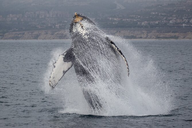 Luxury Whale Watching - Fewer People, Extra Speed, Expert Staff - Unforgettable Encounters With Whales and Dolphins