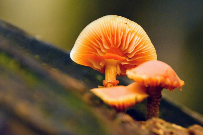 Lynn Canyon Suspension Bridge & Park Photography - Traveler Photos