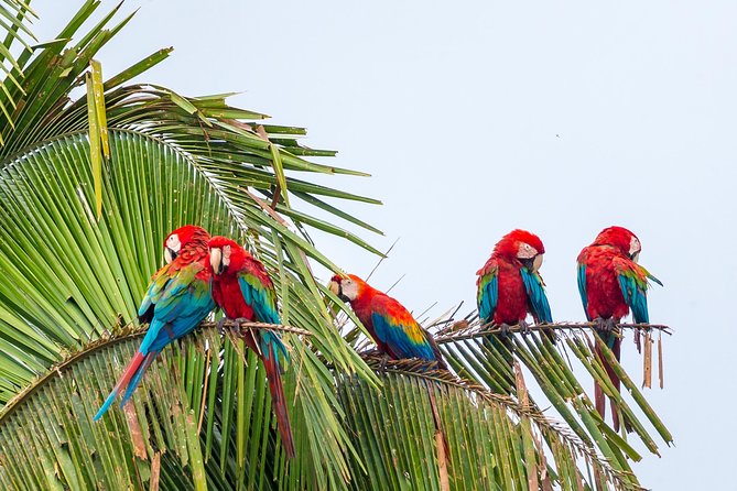 Macaw Claylick (Chuncho Most Visited) Full Day - Terms and Conditions for Booking