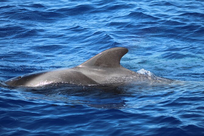 Madeira Dolphin & Whale Watching Tour - Whats Included and Meeting Details