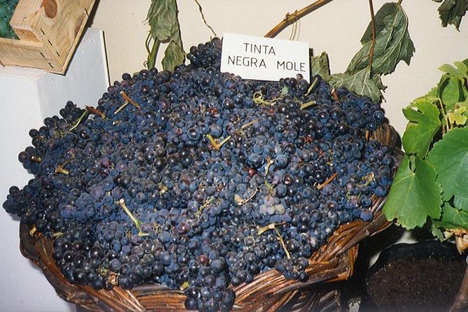 Madeira: Private Half-Day Wine Tasting Tour - Cancellation Policy