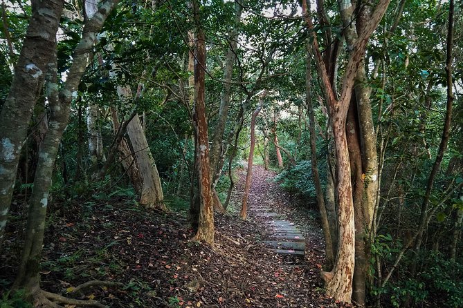 Magical Forest Trail(Departure With 4 Ppl.) - Booking Information