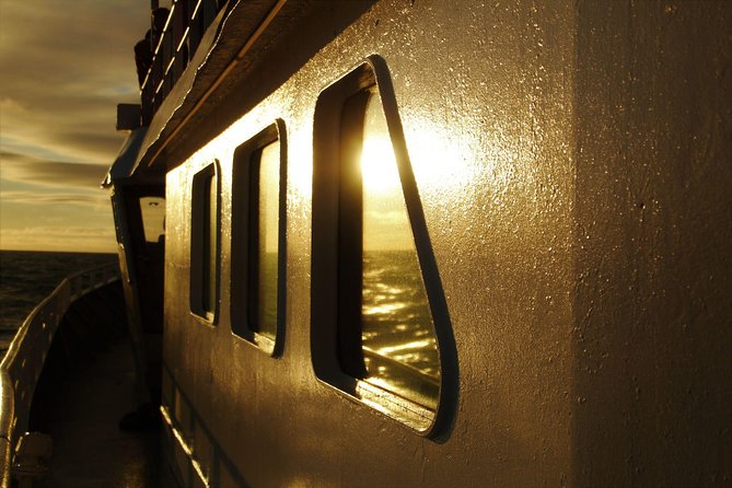 Magical Whales in the Midnight Sun From Reykjavik - What To Expect