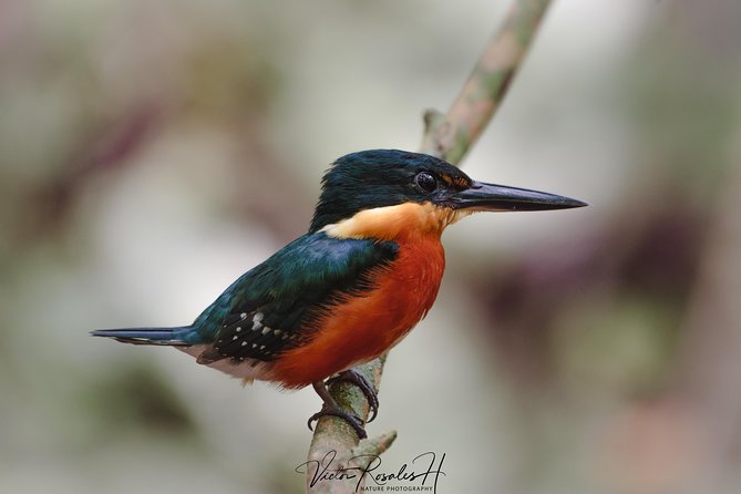 Mahahual and Costa Maya Birdwatching - Expert Guidance for Spotting Elusive Birds