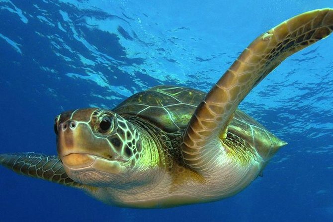 Mahahual Scuba Diving: 2-Tank Reef Dive  - Costa Maya - Meeting and Pickup