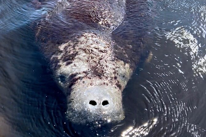 Manatee, Dolphin and 10,000 Islands Sunset Cruise! - Traveler Photos and Reviews