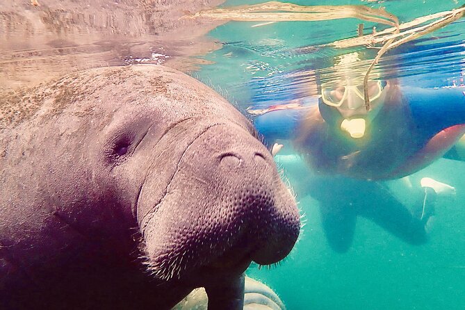 Manatee Snorkel Tour From American Pro Diving Center - Accessibility and Traveler Requirements