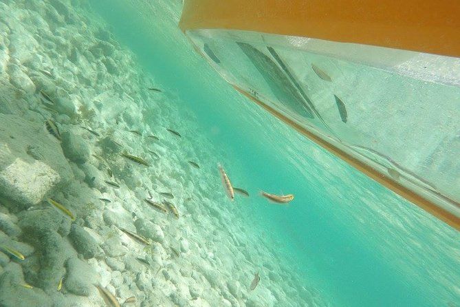 Mangrove Forest Tour - Glass Bottom Kayak - Additional Information