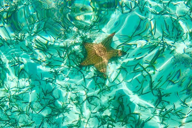 Mangrove & Iguana Clear Kayak Tour - Preparation and Tips for the Tour
