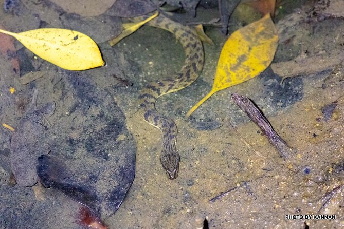 Mangrove Nocturnal Wildlife - Best Time to Spot Mangrove Nocturnal Wildlife