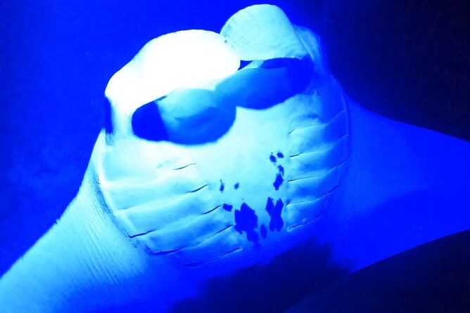 Manta Ray Night Snorkeling Adventure in Kailua-Kona - End Point and Location